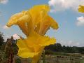 Richard Wallace Canna / Canna 